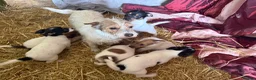 Jack Russell dogs for sale: Jack Russell puppies ready now  - Advert 1