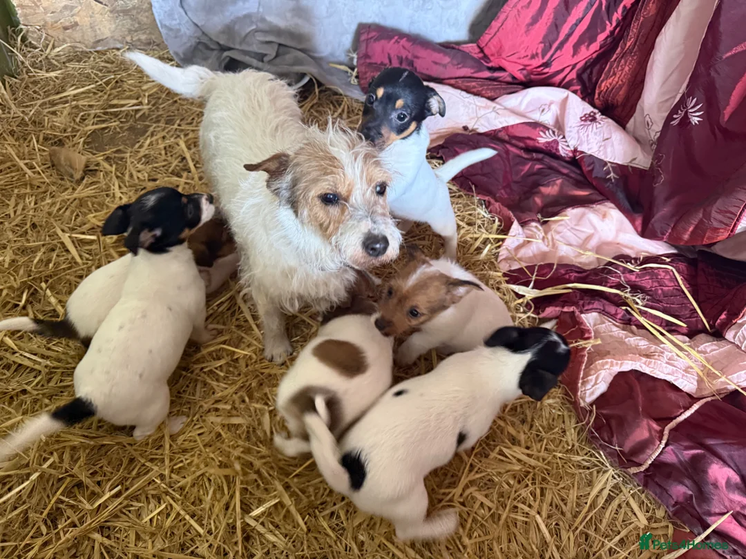 Jack Russell dogs for sale: Jack Russell puppies ready now  - Advert 1