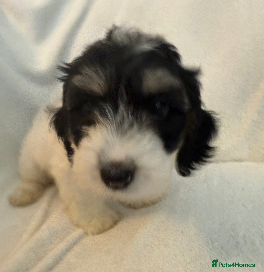 Cockapoo dogs for sale: Adorable Cockapoo puppies 🤍 - Image 7
