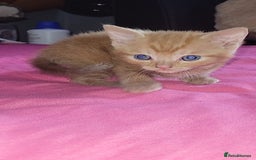 Mixed Breed cats for sale: Kittens ready for new homes  - Image 16