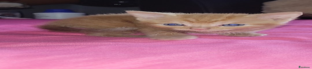 Mixed Breed Kitten 5