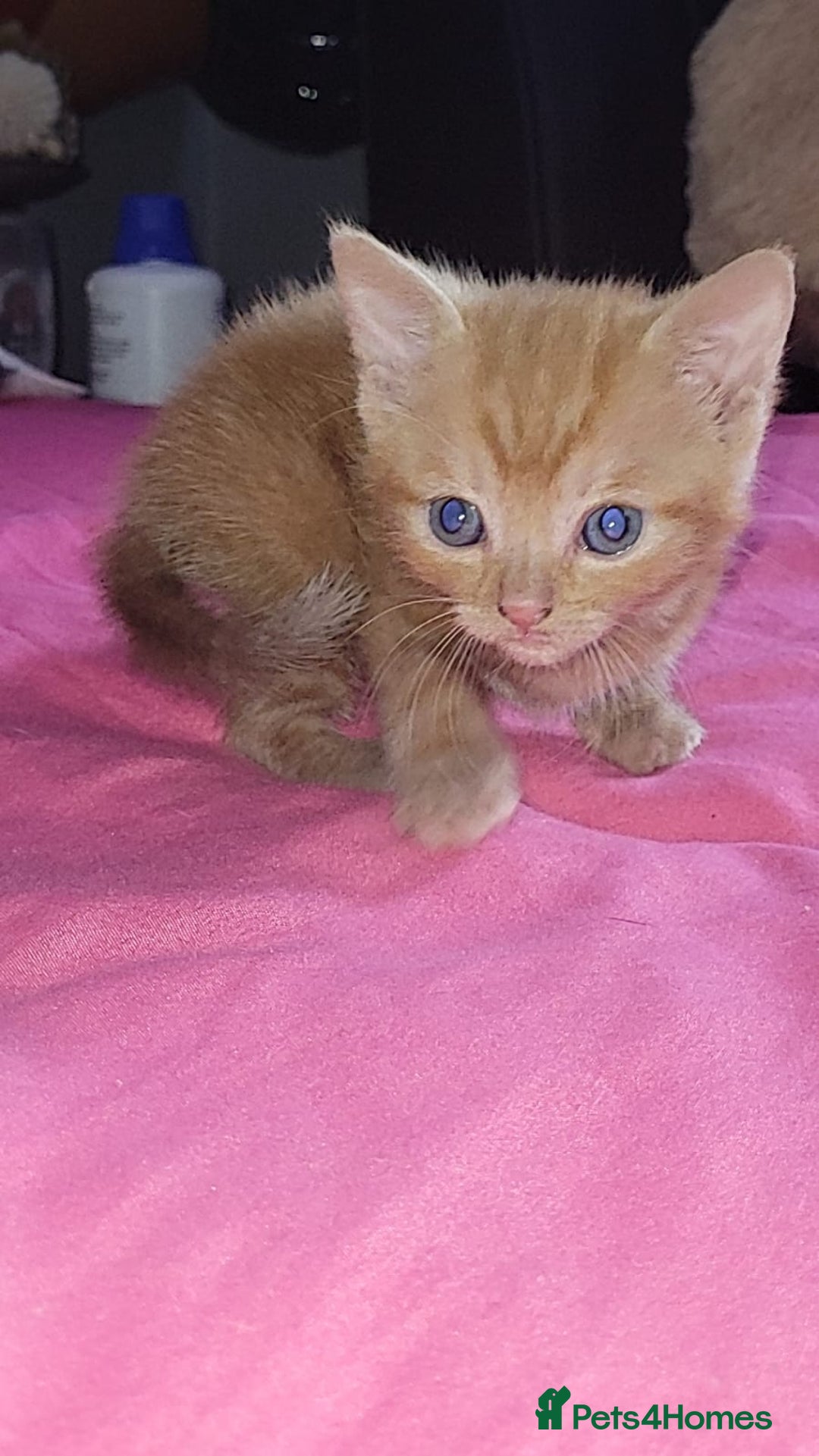 Mixed Breed cats for sale: Kittens ready for new homes  - Image 16
