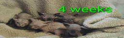 Sphynx cats for sale: Canadian Sphynx Tica registered,Blue eyes. - Advert 14