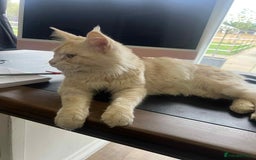 Maine Coon cats for sale: 1 year old Maine Coon Pair - Advert 7