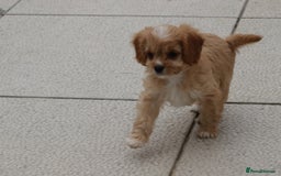 Cavapoo dogs for sale: F1 Cavapoo puppies for sale - Image 35