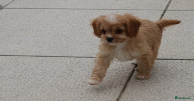 Cavapoo dogs - Advert 7