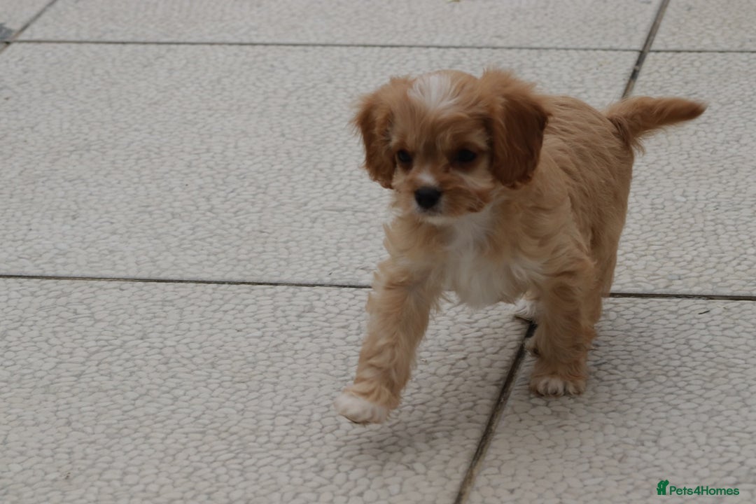 Cavapoo dogs for sale: F1 Cavapoo puppies for sale - Image 35