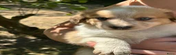 Border Collie dogs for sale: Stunning Border Collie pups in ELY - Advert 6