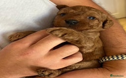 Labradoodle dogs for sale: Miniature Fox Red Labradoodles  - Image 11