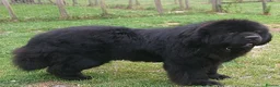 Newfoundland dogs for sale: Newfoundland puppies from Imp lines - Advert 9