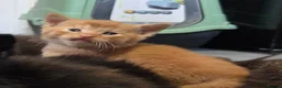 Mixed Breed cats for sale: Beautiful Fluffy Kittens Looking for Forever homes - Advert 20