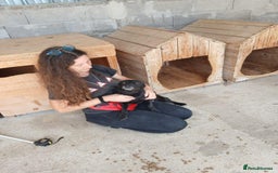 Mixed Breed dogs for adoption: Madison, 2 yrs approx. Available for adoption.. - Image 5