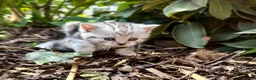 British Shorthair cats for sale: 🐾 Stunning litter of British Shorthairs 🐾 - Advert 7