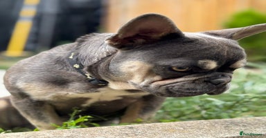 French Bulldog dogs - Advert 10