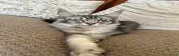 Maine Coon cats for sale: Maine coones kittens for sale ready 12th June  - Advert 12