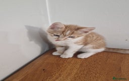 Mixed Breed cats for sale: Mixed Kitten  - Image 4