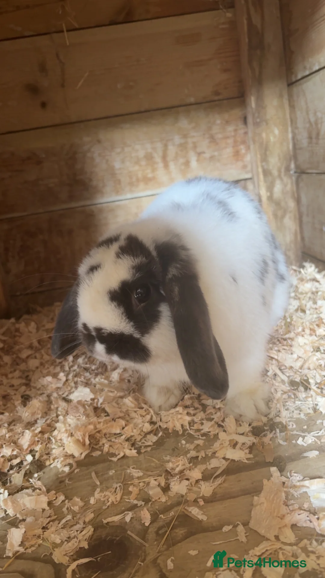 Mini Lop rabbits for sale: 4 Lovely Mini Lop Bunnies! - Advert 6