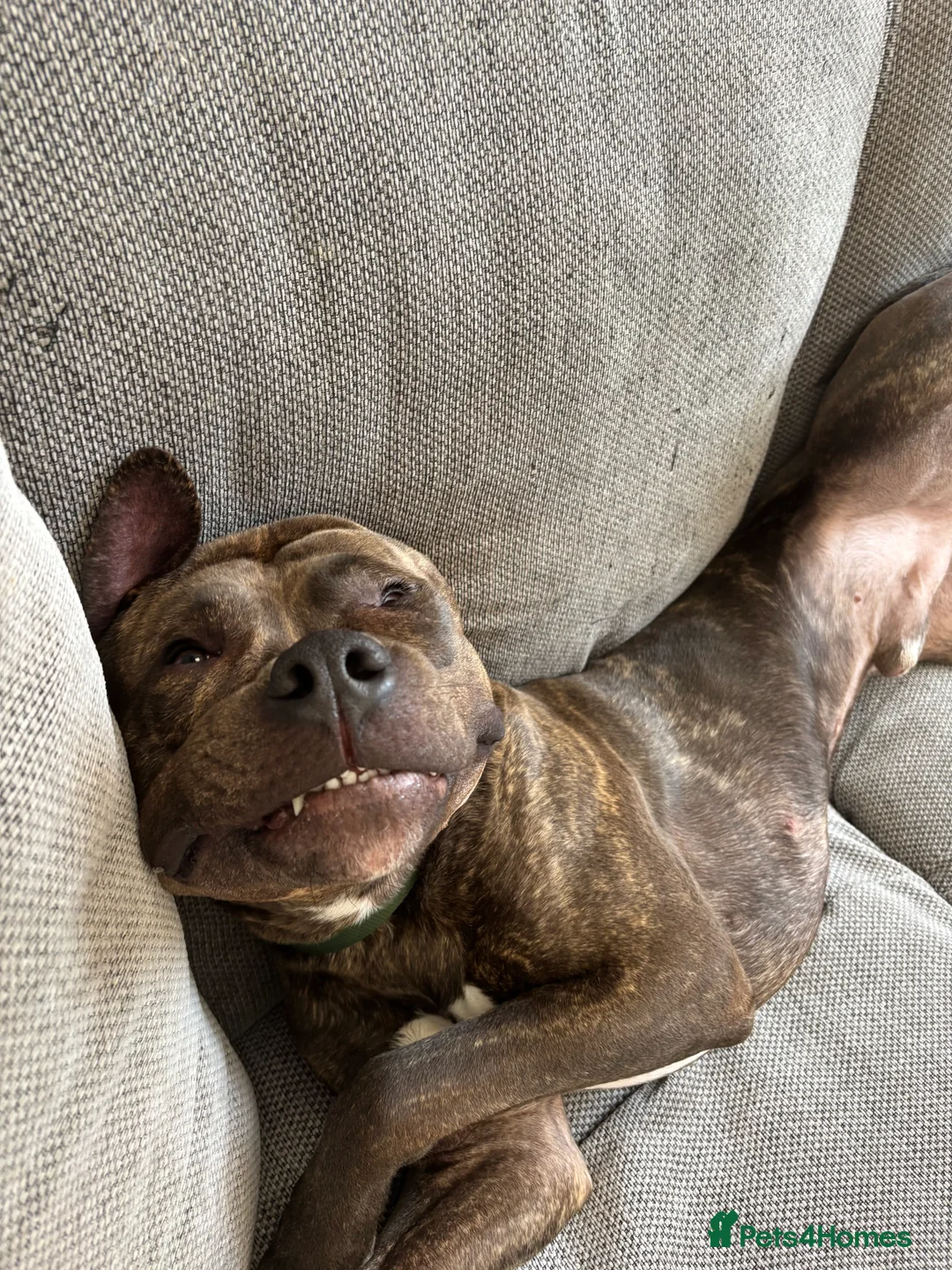 Cane Corso dogs for sale: BRINDLE CANE CORSO   - Advert 5