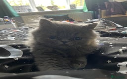 Ragdoll cats for sale: Ragdoll kitten  - Image 5