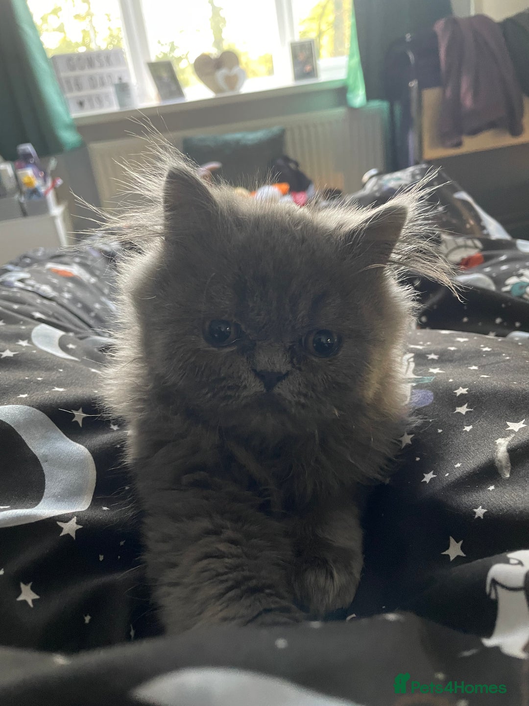 Ragdoll cats for sale: Ragdoll kitten  - Image 5