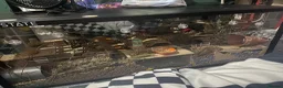 Hamster rodents for sale: Female Syrian Hamster - Judi  in Birmingham - Advert 9