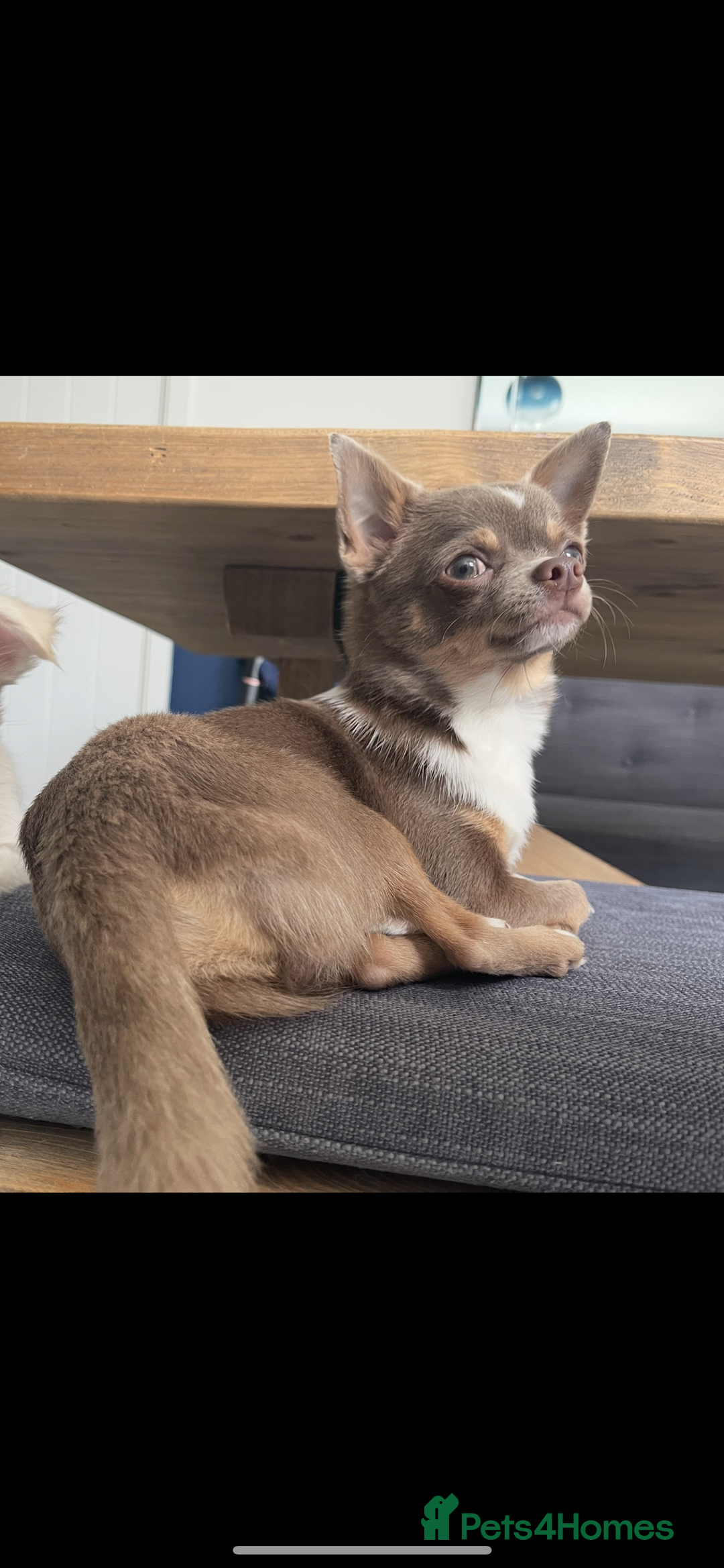 Chihuahua dogs for stud: Chihuahua stud in North Shields - Advert 1