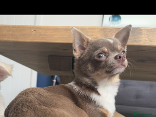 Chihuahua dogs Chihuahua stud in North Shields - Advert 8