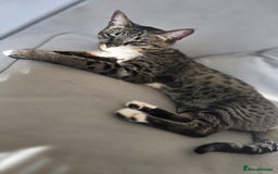 Savannah cats for sale: F5 Female Savannah - Image 6