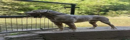 Mixed Breed dogs for stud: Working mastiff stud - Advert 2