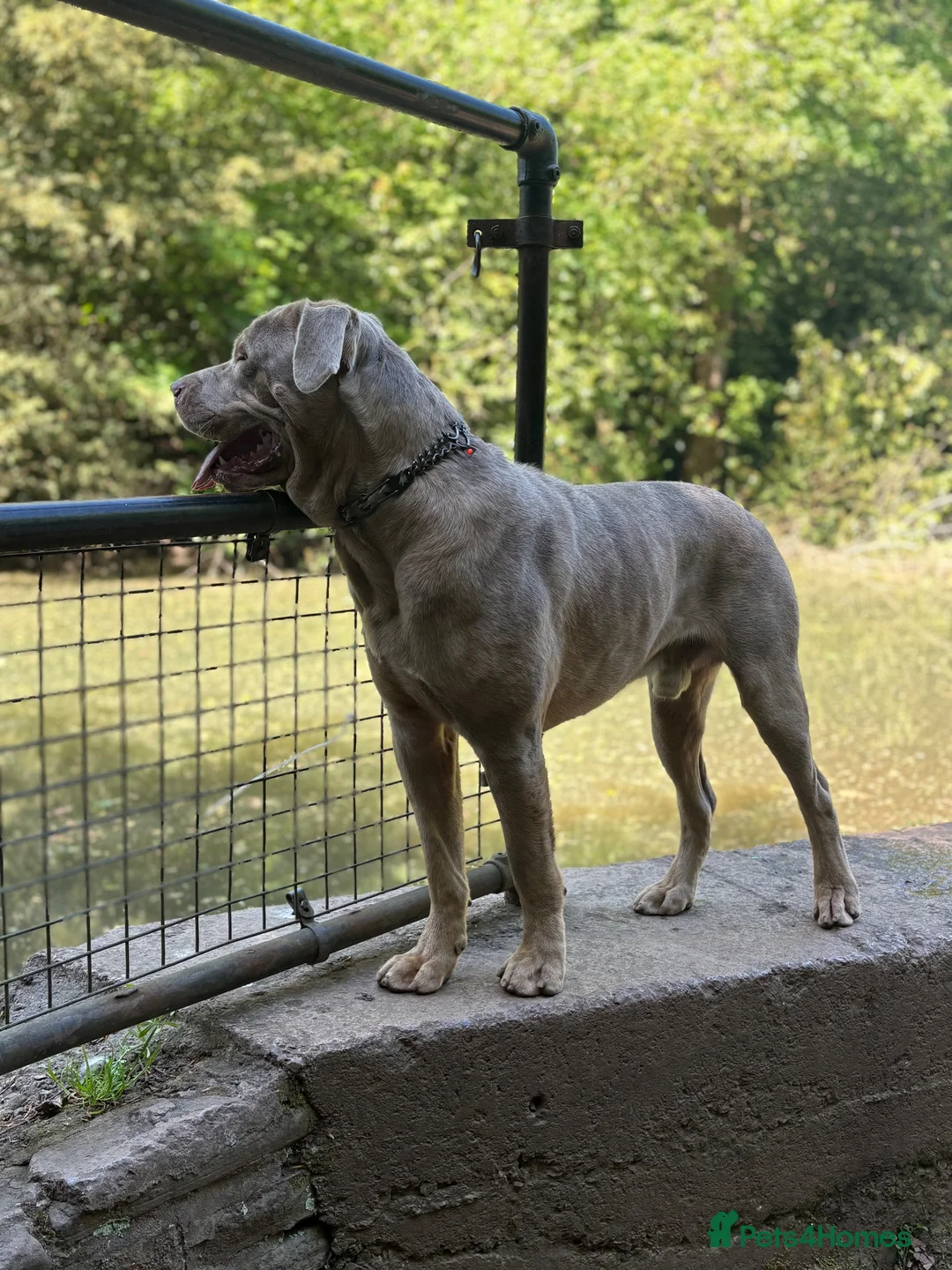 Mixed Breed dogs for stud: Working mastiff stud - Advert 2