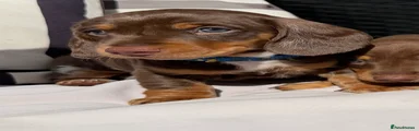 Miniature Dachshund 3