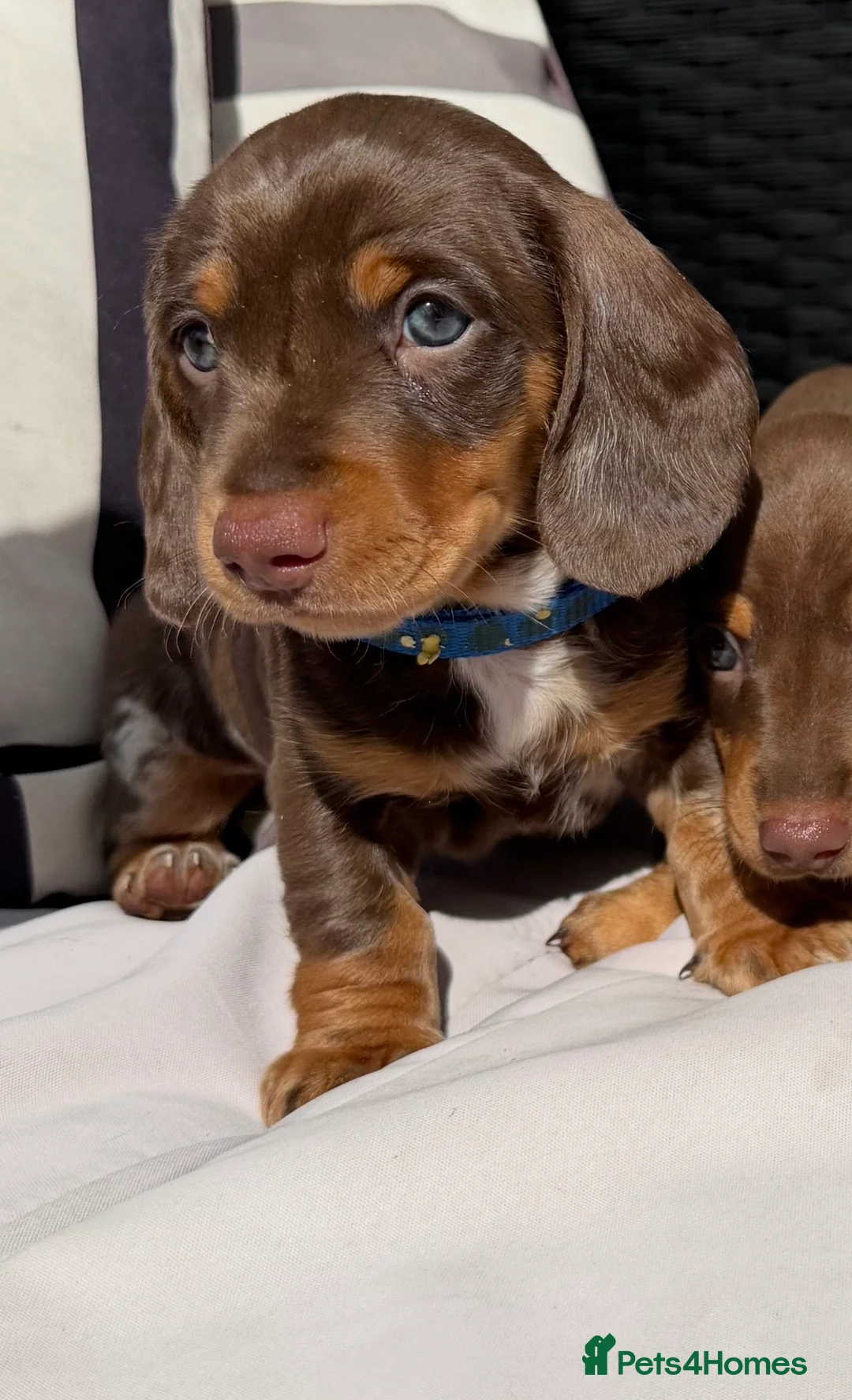 Miniature Dachshund dogs for sale: Outstanding miniature dachshund puppies  - Advert 2