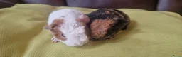 Guinea Pig rodents for sale: Teddy guinea pigs in Leicester - Advert 9