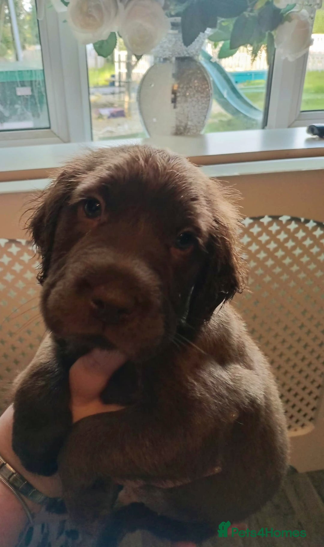 Mixed Breed dogs for sale: Final 2  puppies sharpei x show cocker   - Image 4