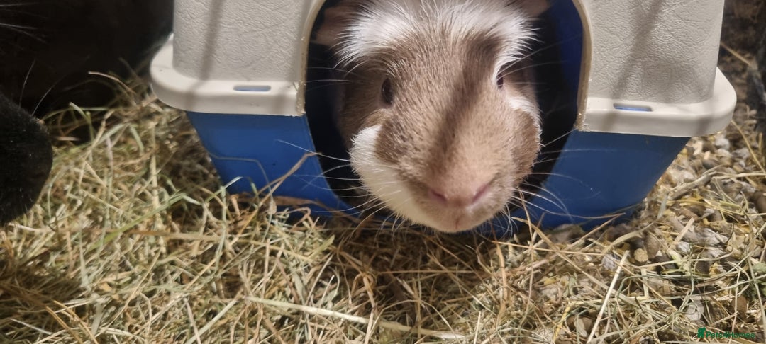 Guinea Pig rodents for sale: 3x guinea pigs - Image 5