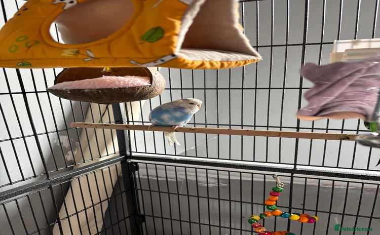 Budgerigars birds - Advert 1