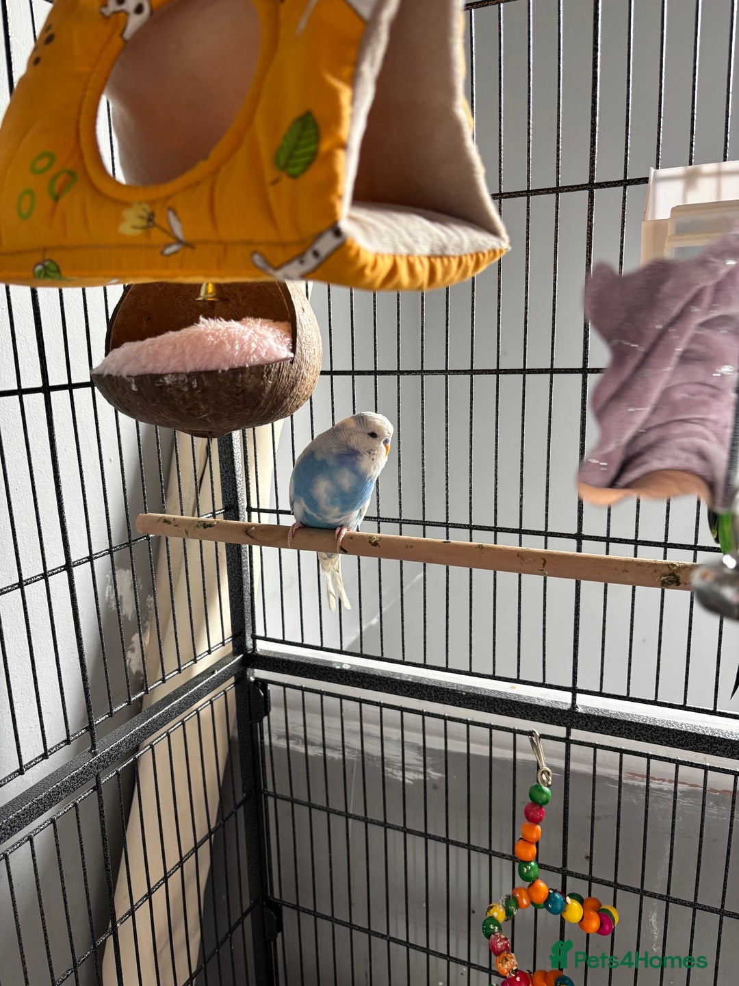 Budgerigars birds for sale: Budgies for sale  - Image 1