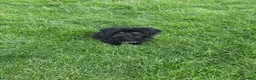Shih Tzu dogs for sale: Puppy for sale  - Advert 4