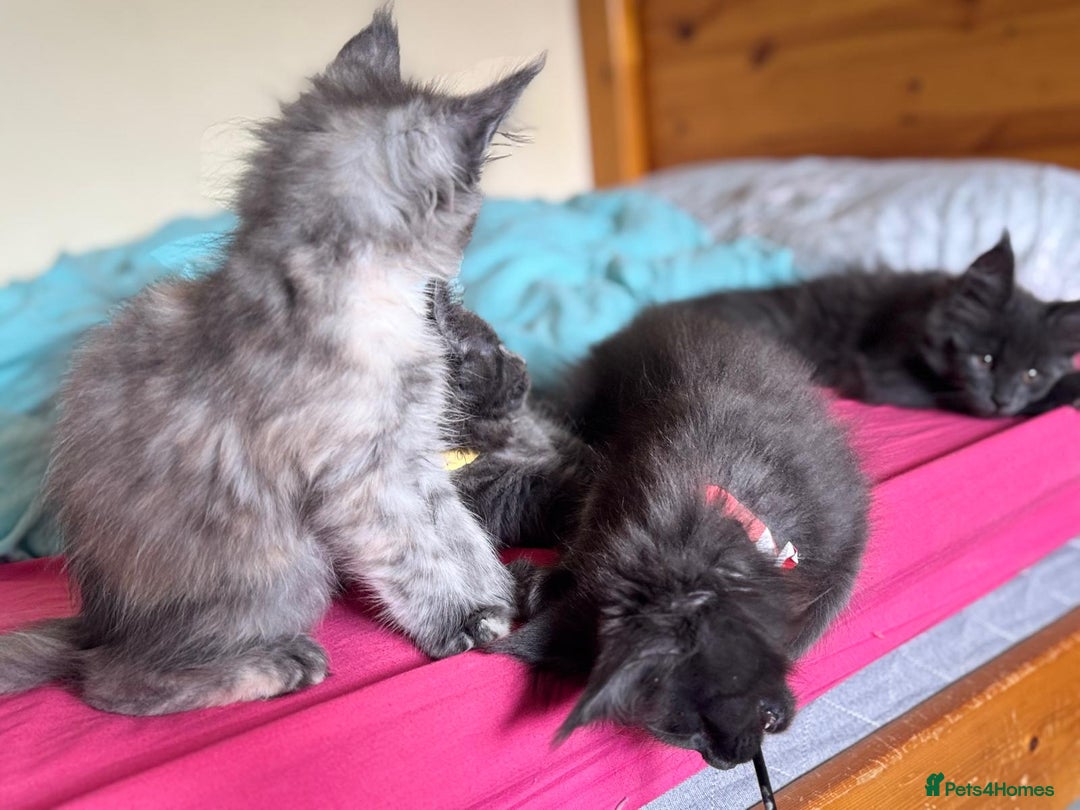 Maine Coon cats for sale: 25% OFF PURE MAINE COONS FROM CHAMPION BLOODLINE! - Image 22