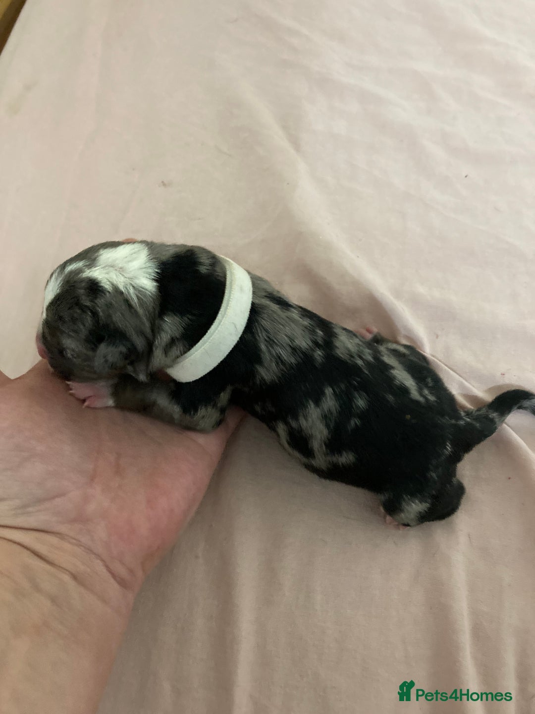 Mixed Breed dogs for sale: Mastiff x Staffy Puppies  - Advert 28