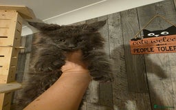 Maine Coon cats for sale: Maine Coon kittens avaliable - Image 19