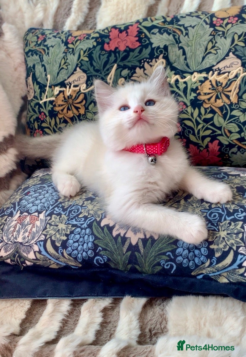 Ragdoll cats Bi-colour Ragdoll kittens Ready one girl left - Advert 3