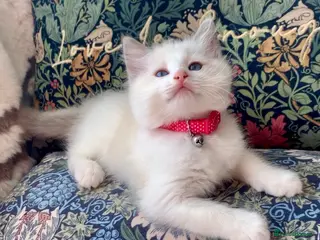 Ragdoll cats Bi-colour Ragdoll kittens Ready one girl left - Advert 2