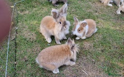 Lionhead rabbits for sale: Cute Lionhead Bunnies - Image 4