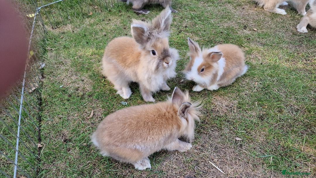 Lionhead rabbits for sale: Cute Lionhead Bunnies - Image 4