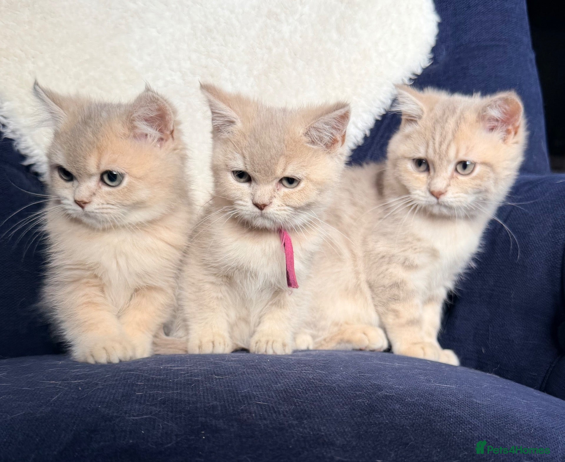 British Shorthair cats Lilac GCCF registered BSH kittens - Advert 1