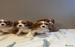 Cavalier King Charles Spaniel dogs for sale: King Charles Cavalier - Image 2
