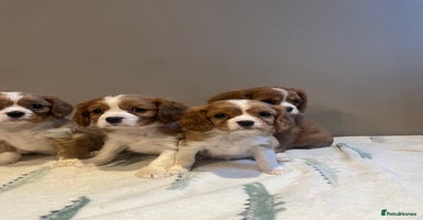 Cavalier King Charles Spaniel dogs - Advert 9