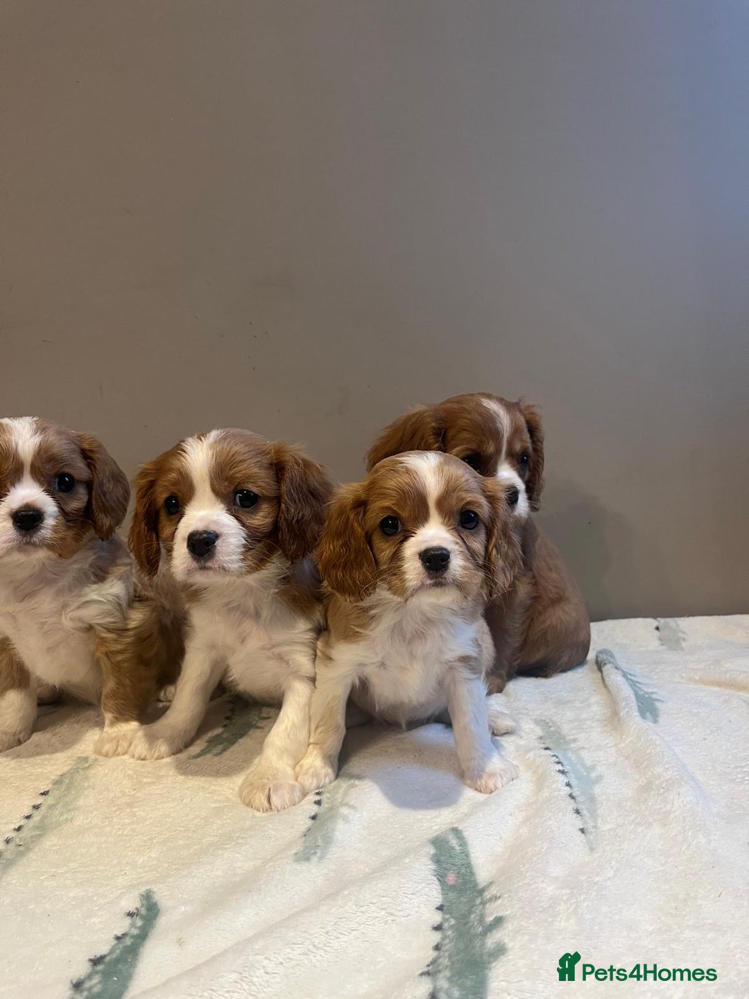 Cavalier King Charles Spaniel dogs for sale: King Charles Cavalier - Image 2