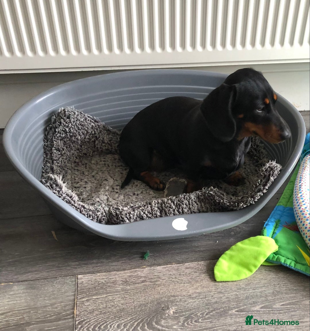 Miniature Dachshund dogs for sale: Miniature Dachshund  - Image 9